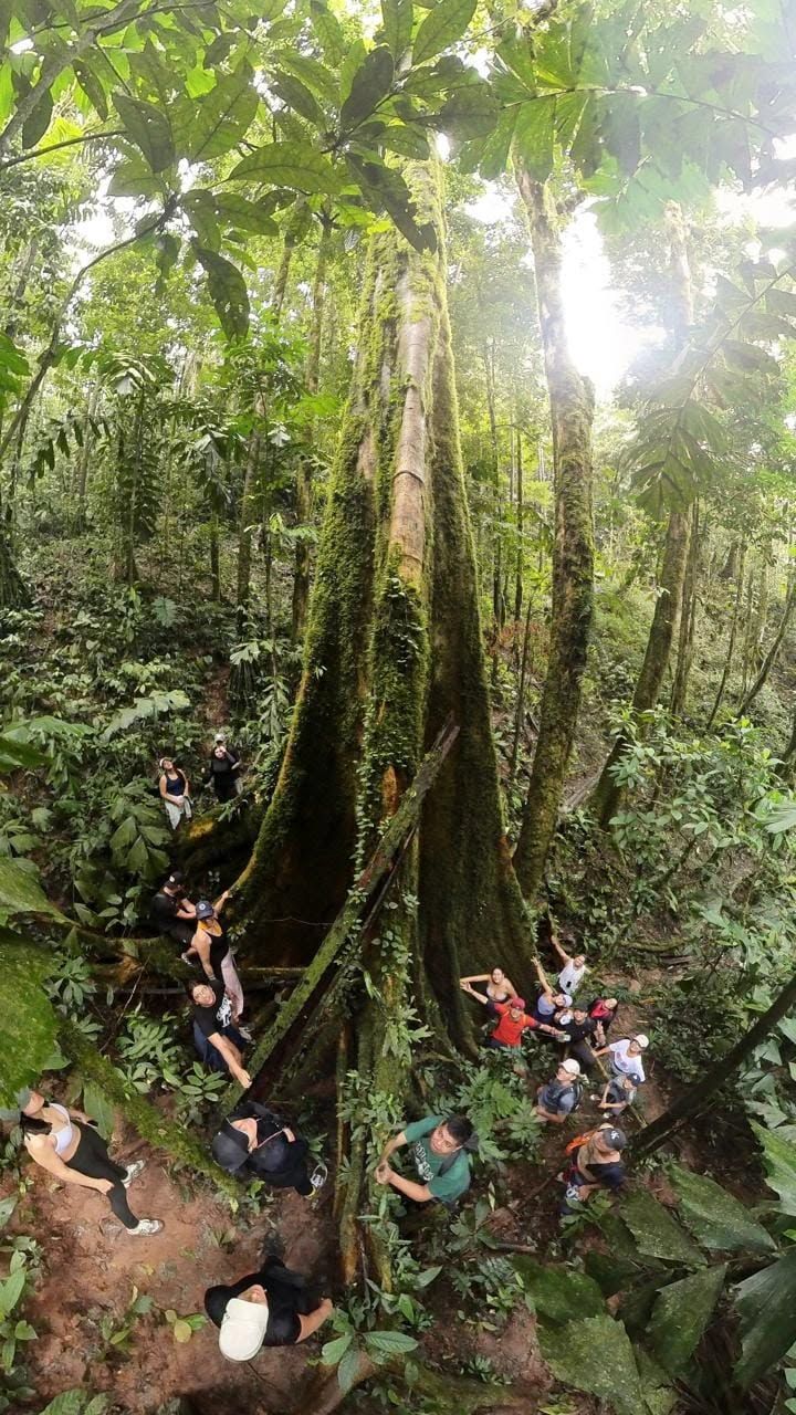 Bosque amazónico en El Paujil, Caquetá